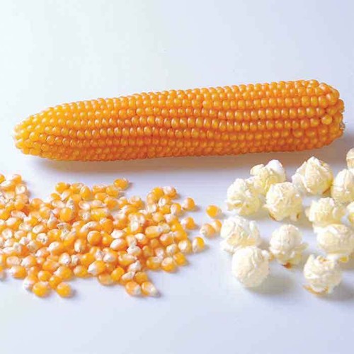 Popcorn kernels 500g 1kg 2kg - 500g,